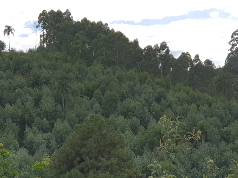 imóvel com 48400m² - Centro - Campo Magro