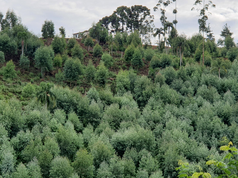 imóvel com 48400m² - Centro - Campo Magro
