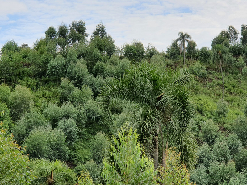 imóvel com 48400m² - Centro - Campo Magro