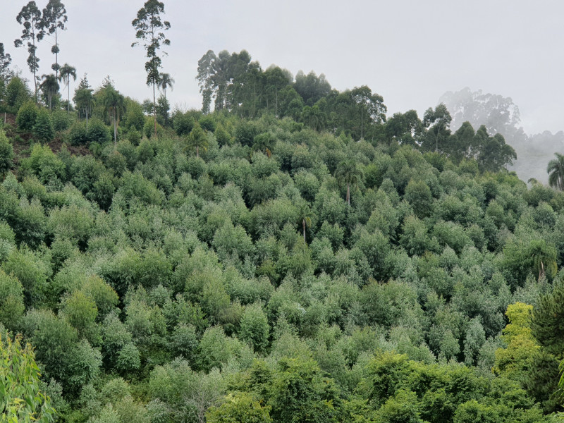 imóvel com 48400m² - Centro - Campo Magro