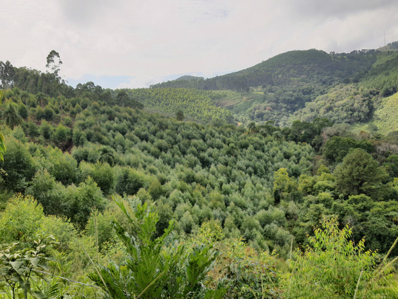 imóvel com 48400m² - Centro - Campo Magro