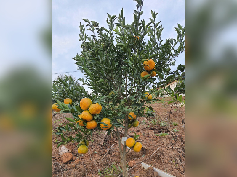 imóvel com 48400m² - Centro - Campo Magro