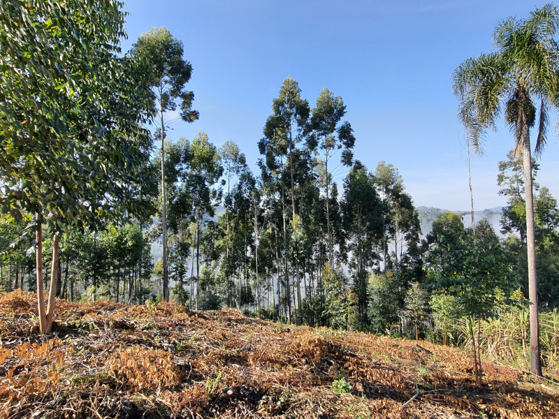 imóvel com 48400m² - Centro - Campo Magro