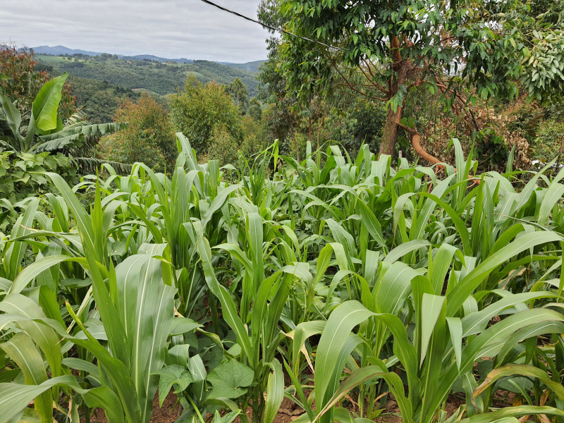 imóvel com 48400m² - Centro - Campo Magro