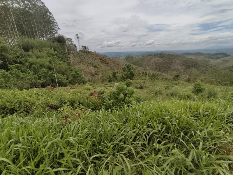 imóvel com 20000m² - Centro - Coronel Pacheco