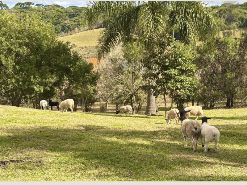imóvel com 450000m² - Centro - Piraquara
