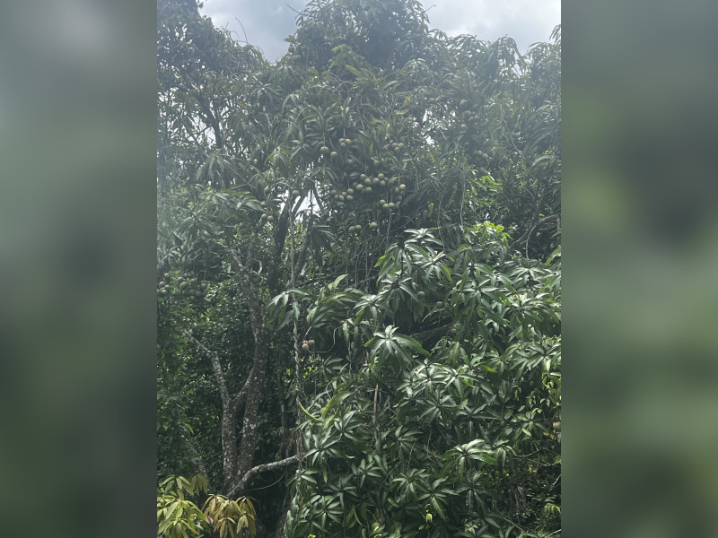 imóvel com 300m² - Loteamento Bosque dos Palmares - Atibaia