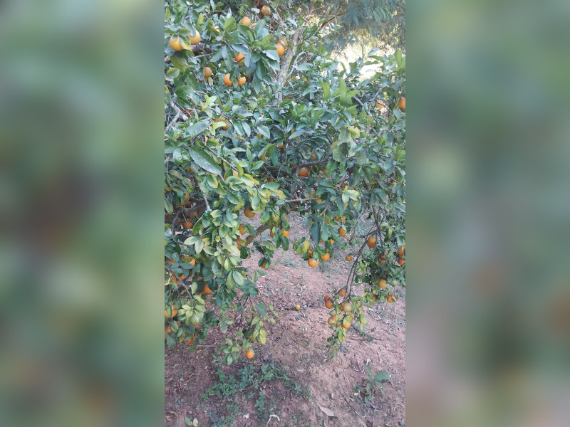 imóvel com 5000m² - Cidade Praia Angélica I - Lagoa Santa