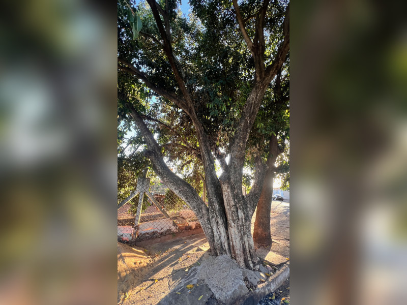 imóvel com 295m² - Parque das Aroeiras II - São José do Rio Preto