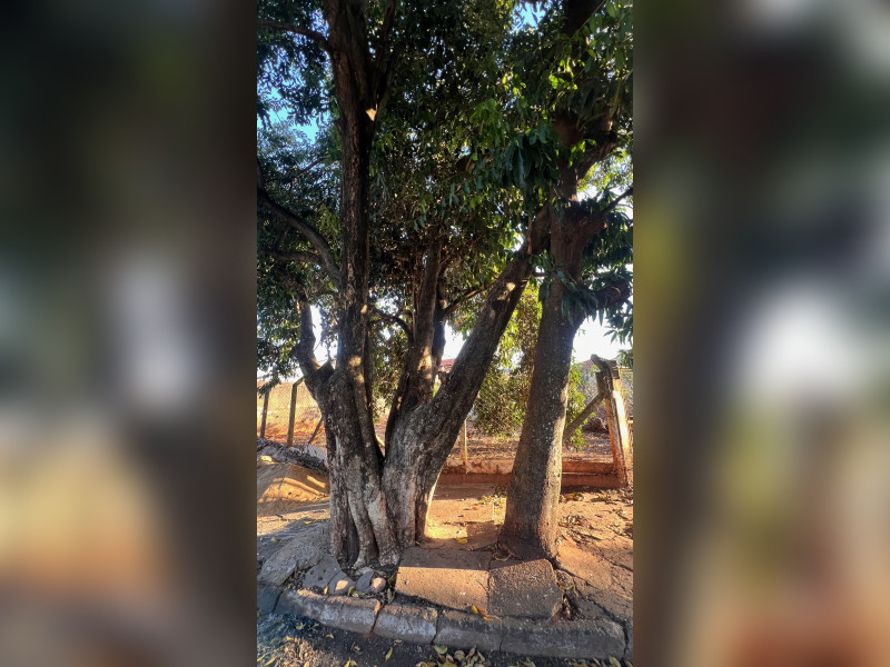 imóvel com 295m² - Parque das Aroeiras II - São José do Rio Preto