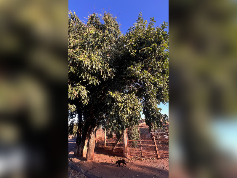 imóvel com 295m² - Parque das Aroeiras II - São José do Rio Preto