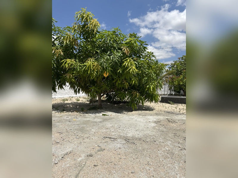 imóvel com 1000m² - Centro - Lagoa Nova