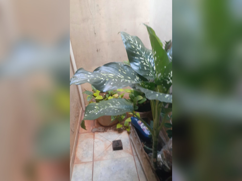 imóvel com 120m² - Solo Sagrado - São José do Rio Preto