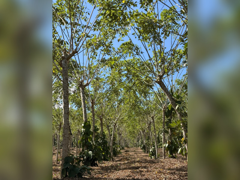 imóvel com 342m² - Centro - Una