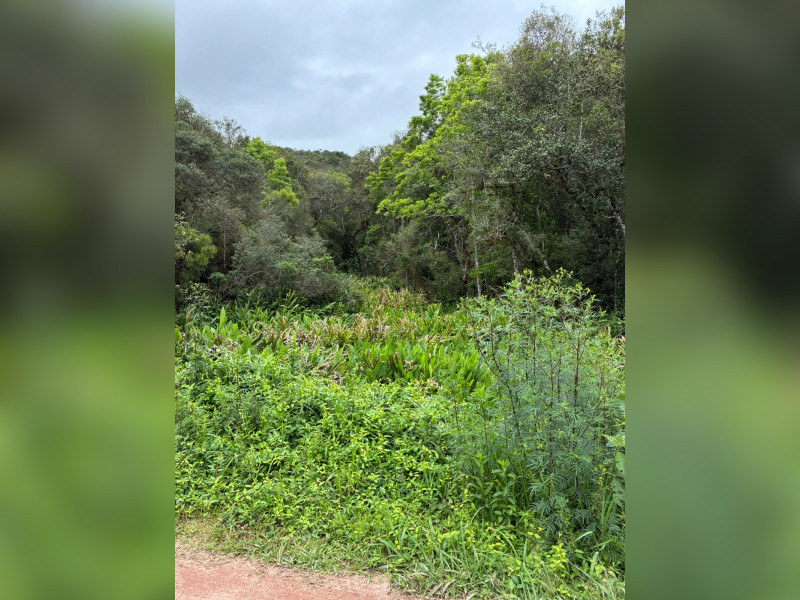 imóvel com 25319m² - Centro - Campo Largo
