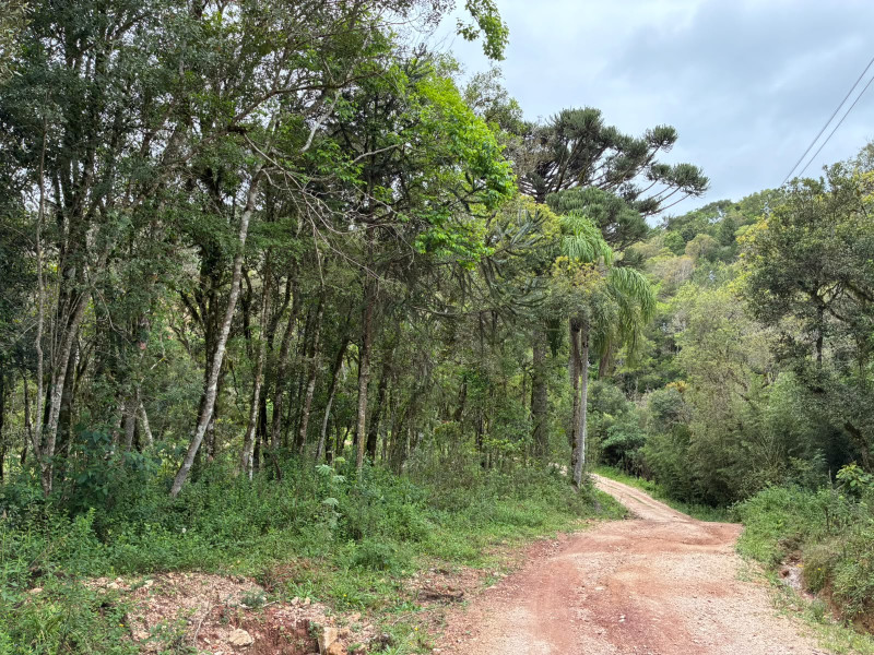 imóvel com 25319m² - Centro - Campo Largo