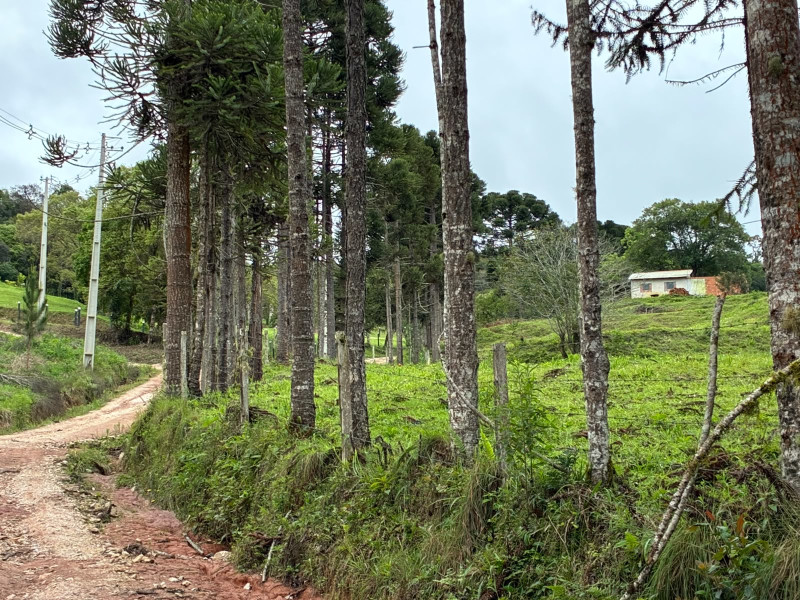 imóvel com 25319m² - Centro - Campo Largo