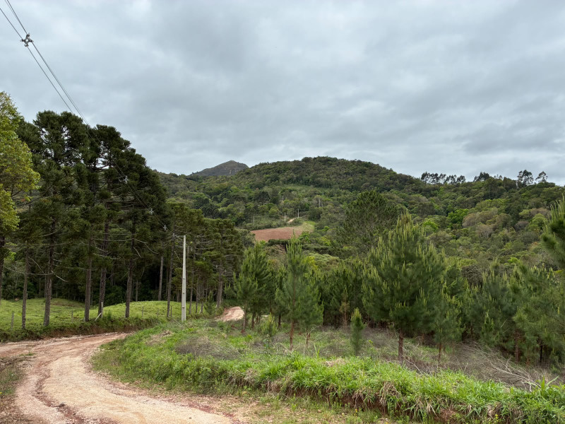 imóvel com 25319m² - Centro - Campo Largo