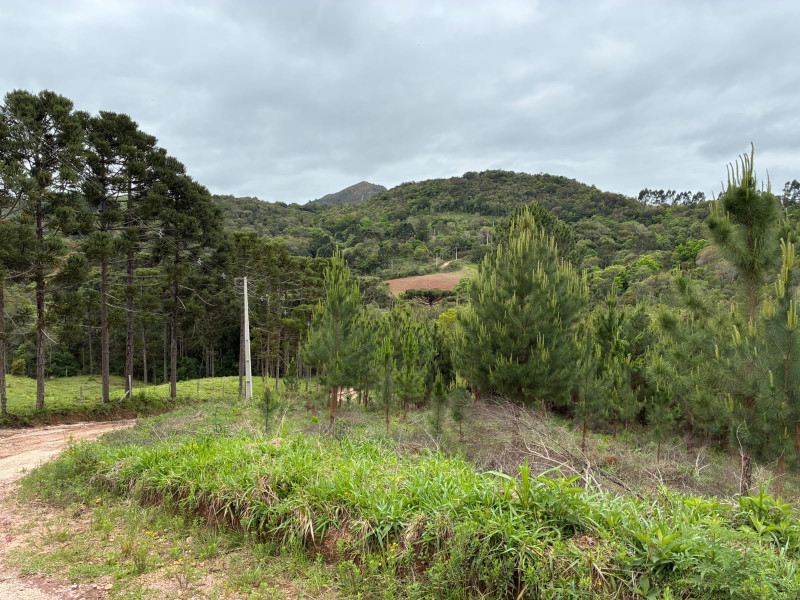 imóvel com 25319m² - Centro - Campo Largo