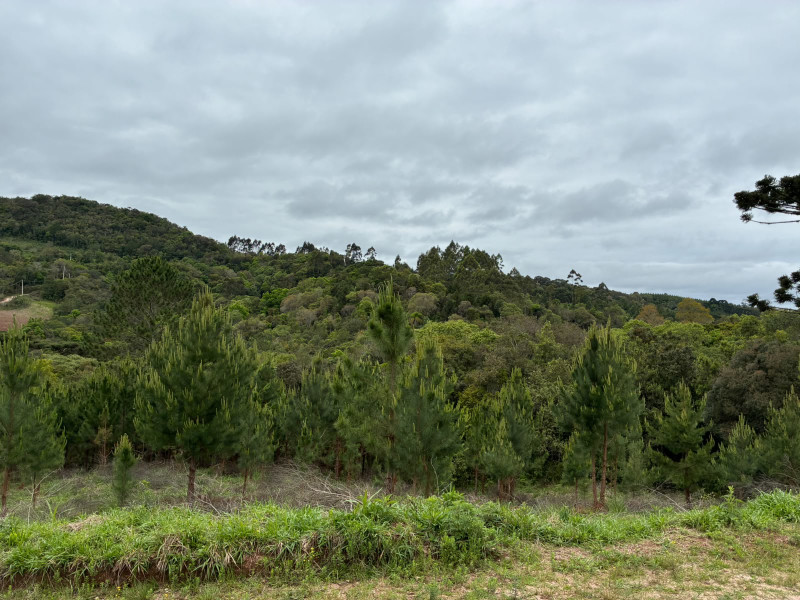 imóvel com 25319m² - Centro - Campo Largo