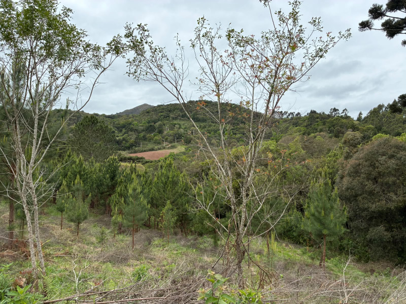 imóvel com 25319m² - Centro - Campo Largo