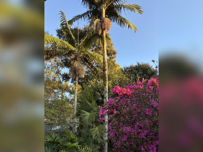 imóvel com 375m² - Jardim Passargada I - Cotia