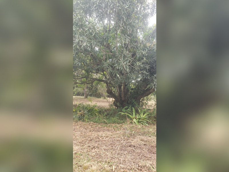 imóvel com 5000m² - Aldeia dos Camarás - Camaragibe