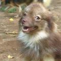 Veterinária