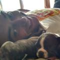 { Gustavo } { Vianna }