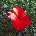 Lanusse