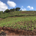 Caroline - Vendendo - Terreno com 20000m² - Centro - Rio Branco do Sul