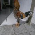 Terezinha