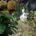 Terrenos