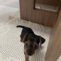 Bruno