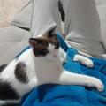 VALTER